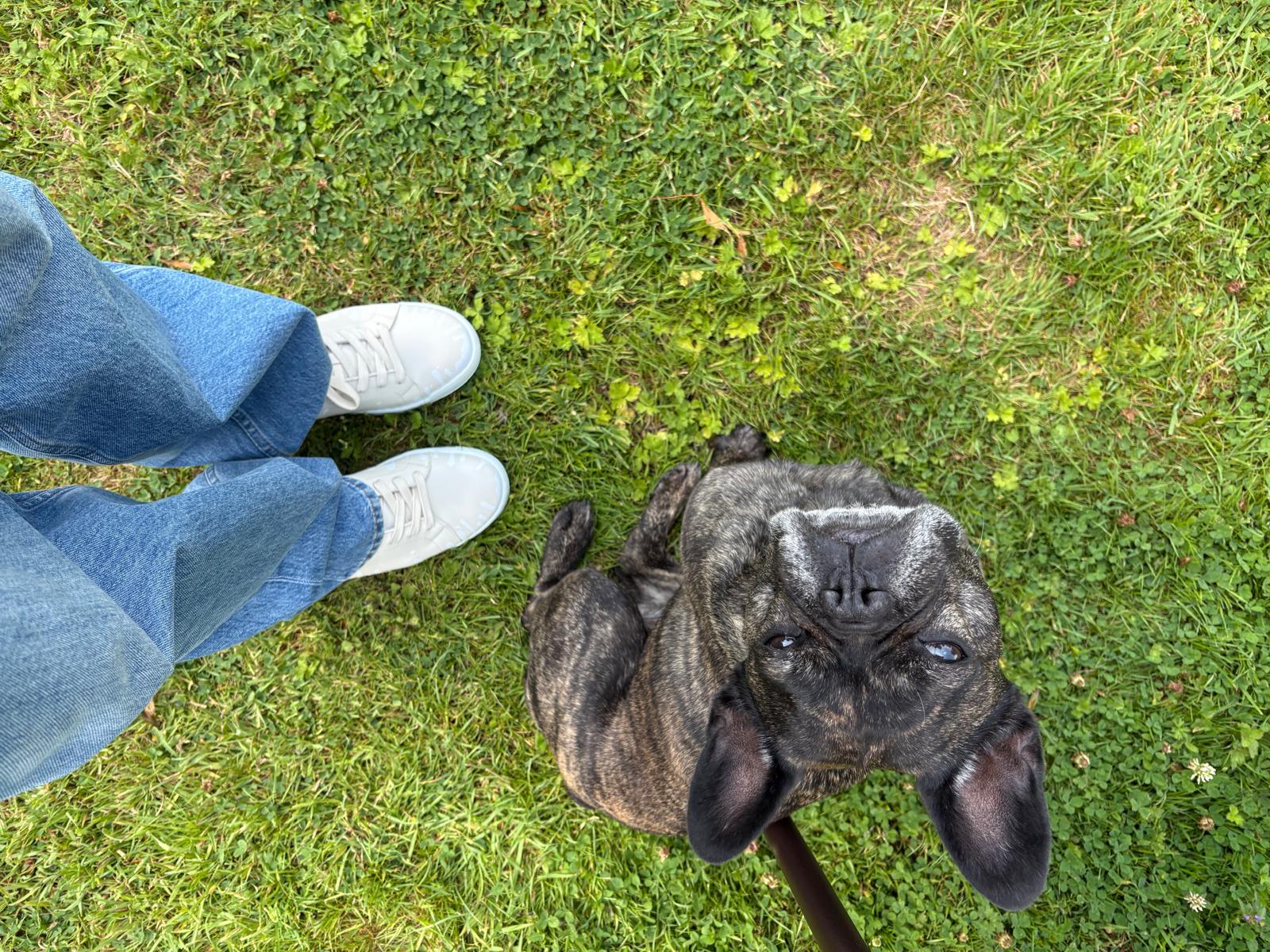 Person wearing blue jeans and Cream color Nappa leather low-top sneakers with exclusive printed white drops design and white soles standing on grass with a dog looking up.